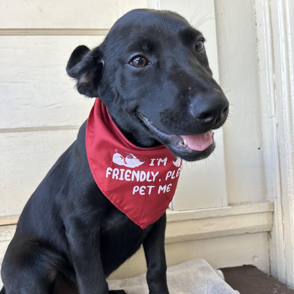 Tucker(COH-A-67518, Adoptable, Puppy Male Black Labrador Retriever & Mixed Breed.