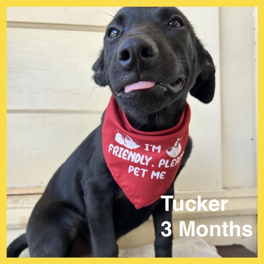 Tucker(COH-A-67518, a Adoptable mixed breed in Volcano, HI image 2/5