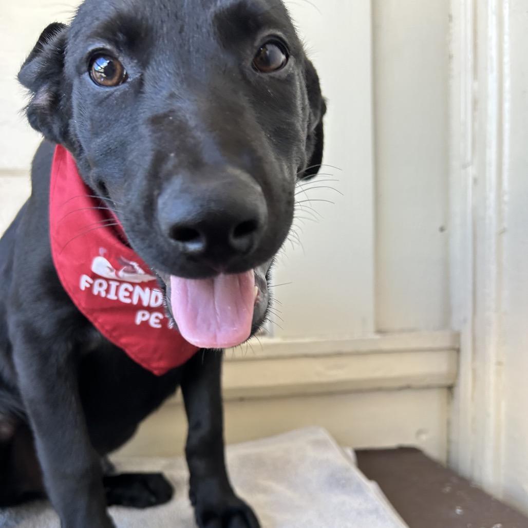 Tucker(COH-A-67518, a Adoptable mixed breed in Volcano, HI image 3/5