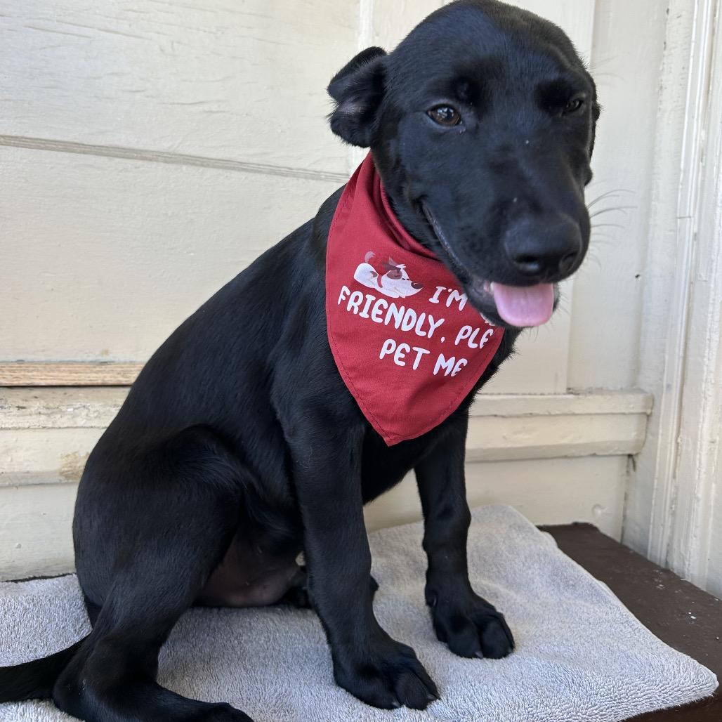 Tucker(COH-A-67518, a Adoptable mixed breed in Volcano, HI image 4/5