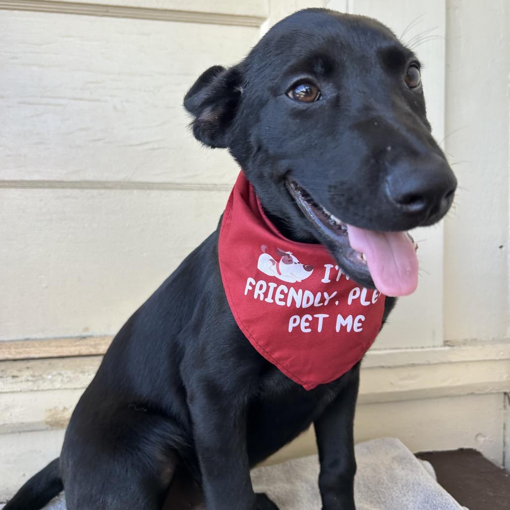 Tucker(COH-A-67518, a Adoptable mixed breed in Volcano, HI image 5/5