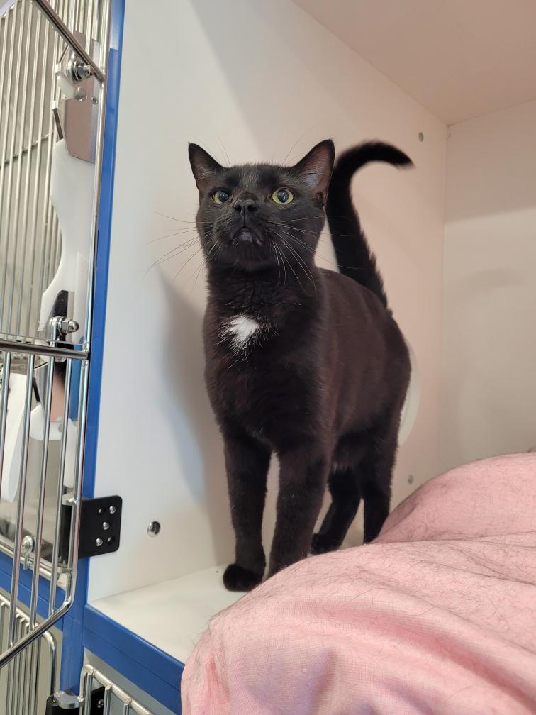Ryan, ADOPTABLE, Adult Male Domestic Short Hair.
