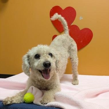 Enlarge Luna Tuna, a Adoptable mixed breed in Bellingham, WA image 1/3
