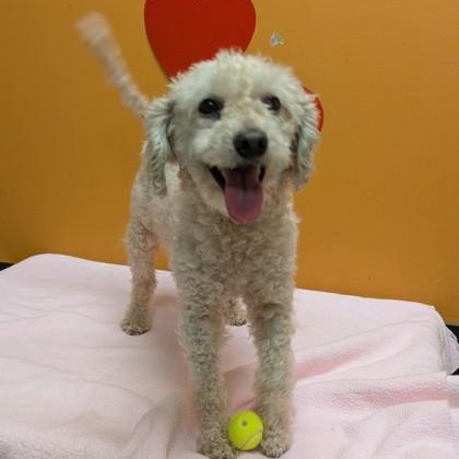 Enlarge Luna Tuna, a Adoptable mixed breed in Bellingham, WA image 2/3