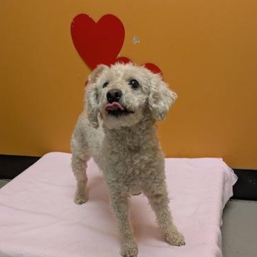 Enlarge Luna Tuna, a Adoptable mixed breed in Bellingham, WA image 3/3