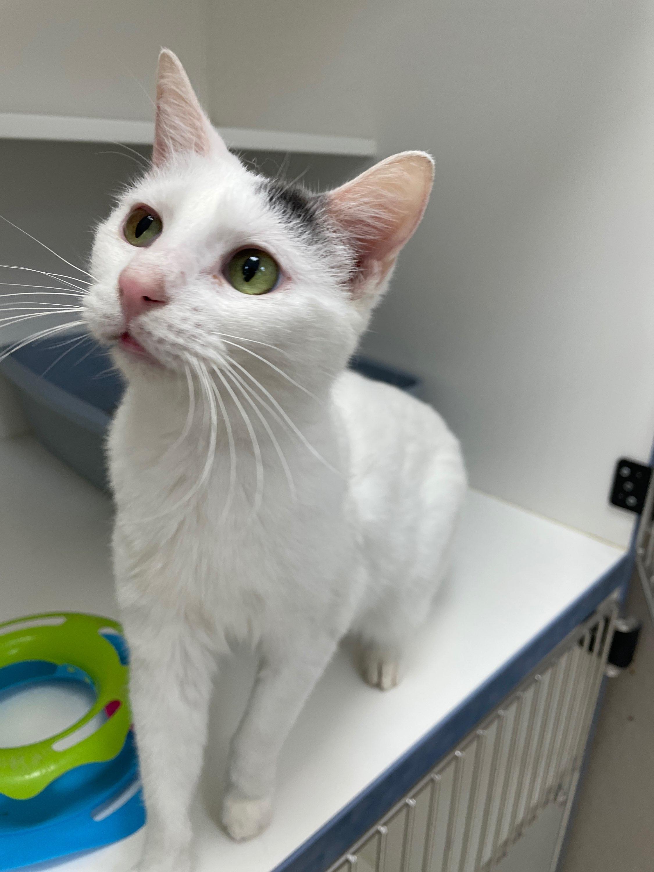 Enlarge Rita (Bonded with Tom Tom), a Adoptable Domestic Short Hair in Neillsville, WI image 6/6