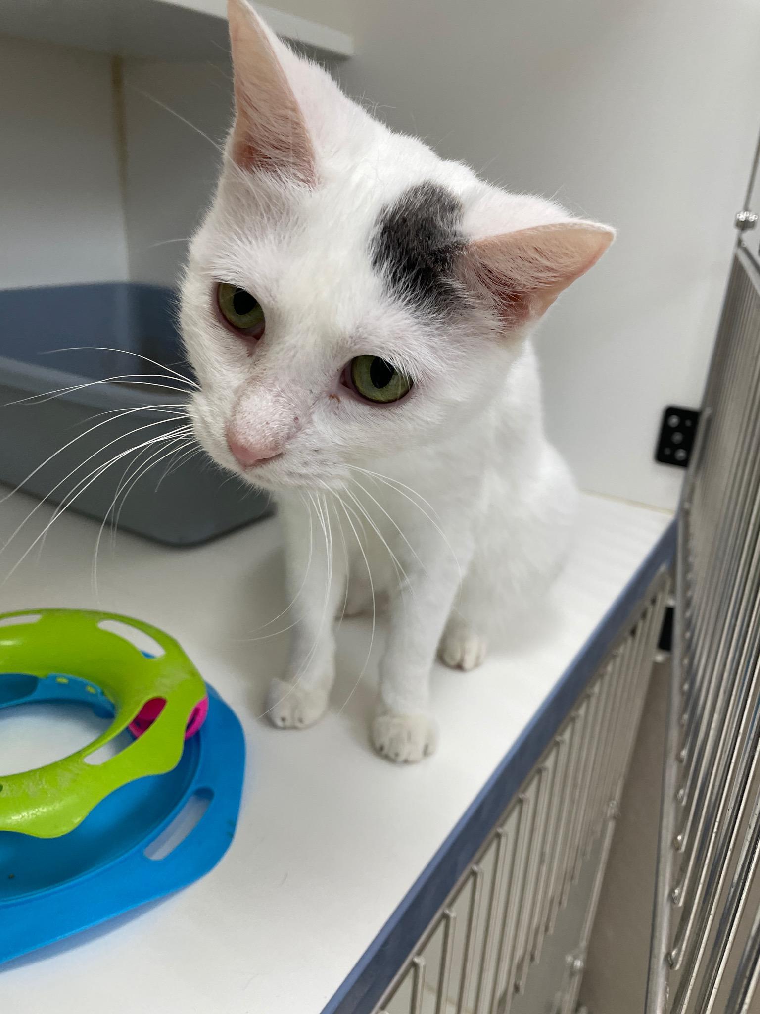 Enlarge Rita (Bonded with Tom Tom), a Adoptable Domestic Short Hair in Neillsville, WI image 1/6
