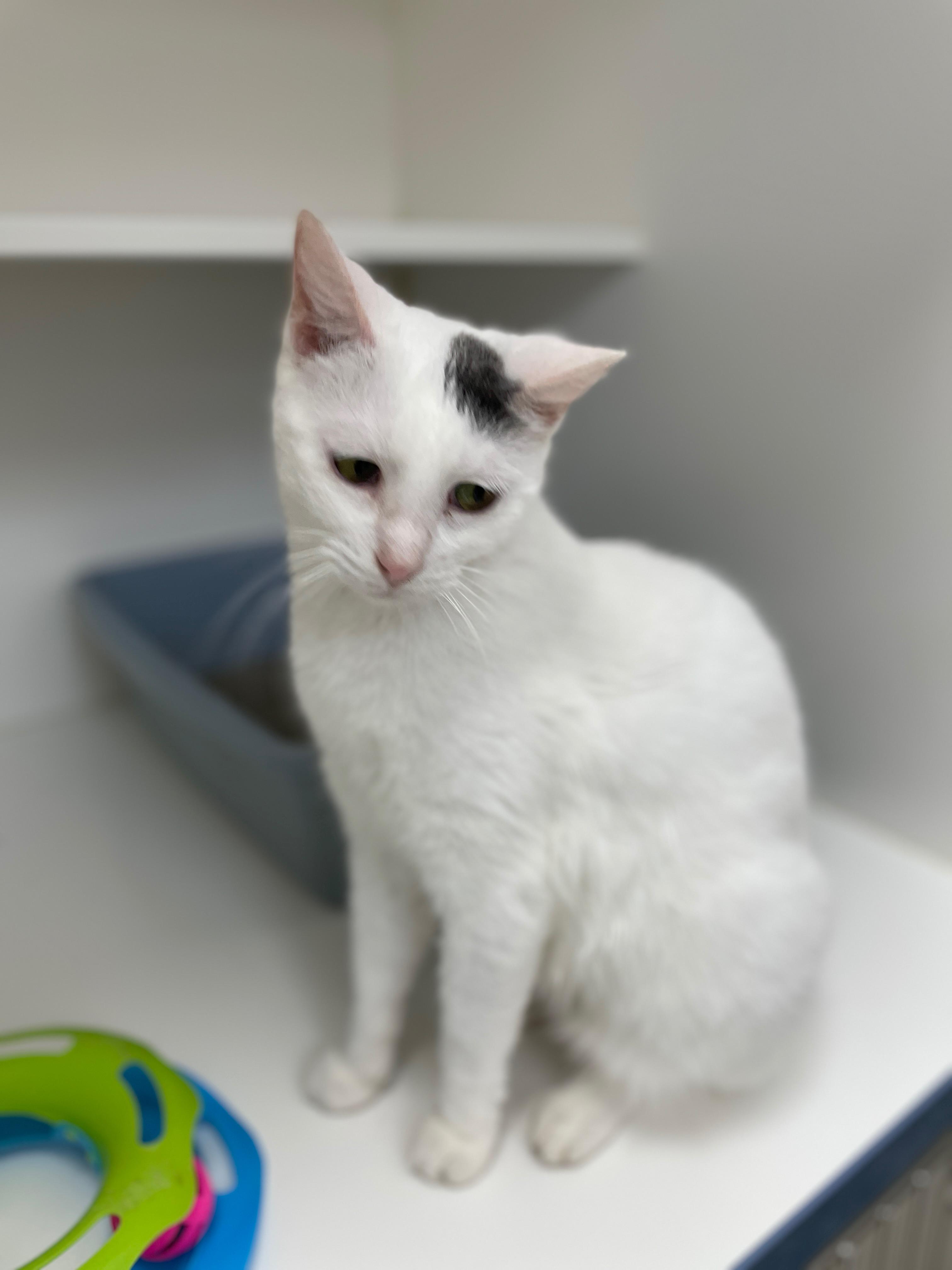 Enlarge Rita (Bonded with Tom Tom), a Adoptable Domestic Short Hair in Neillsville, WI image 4/6