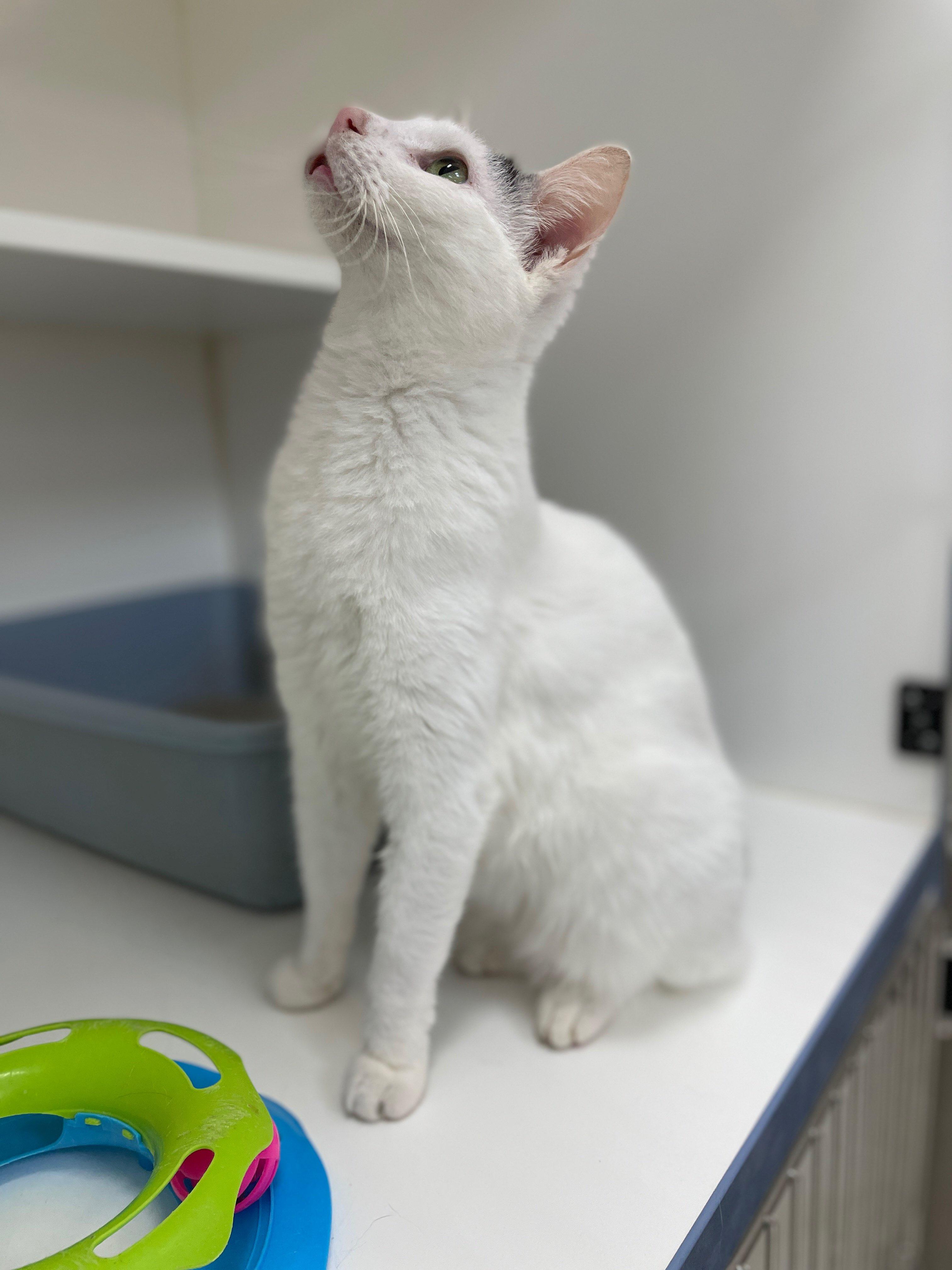 Enlarge Rita (Bonded with Tom Tom), a Adoptable Domestic Short Hair in Neillsville, WI image 3/6
