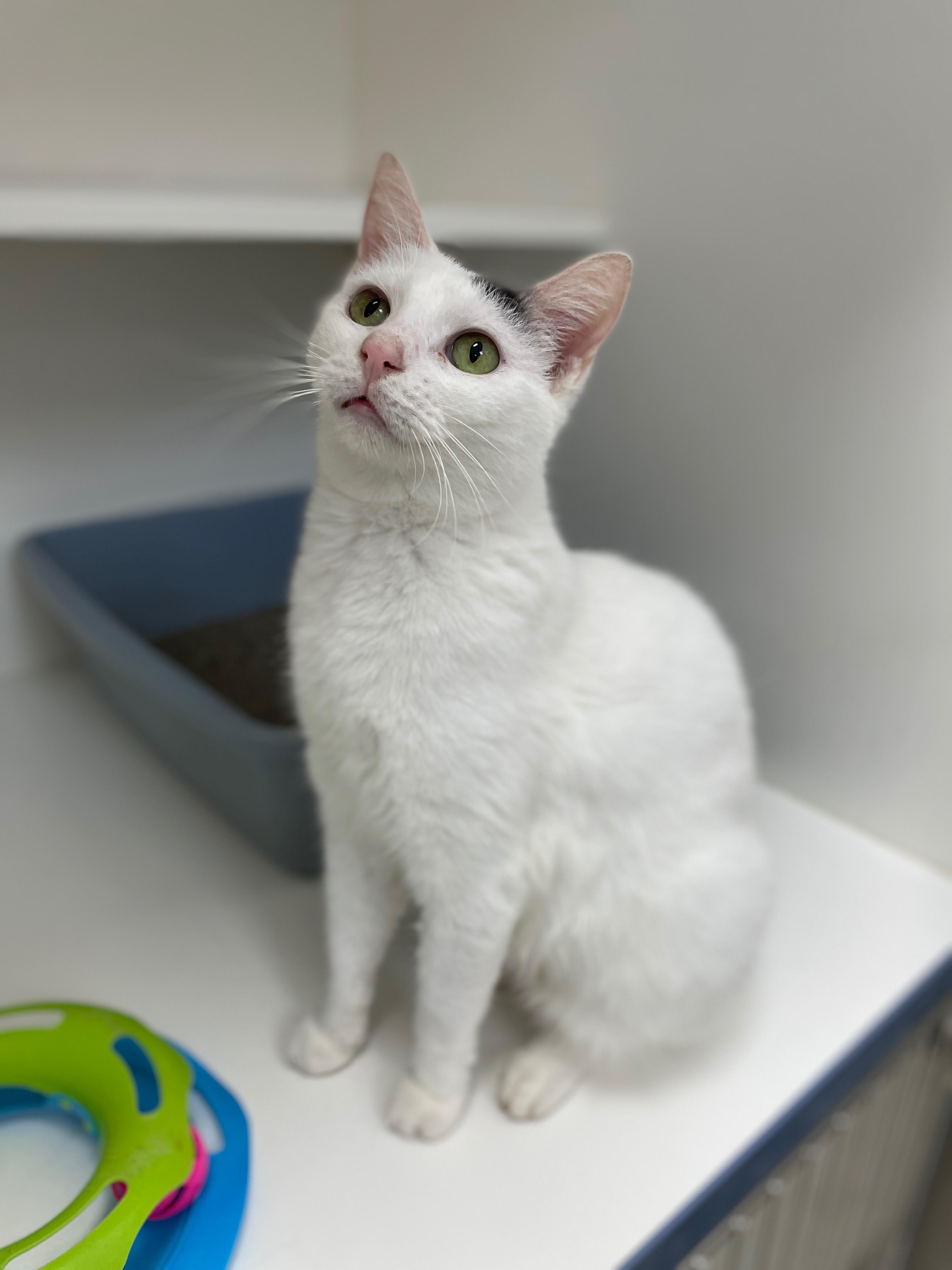 Enlarge Rita (Bonded with Tom Tom), a Adoptable Domestic Short Hair in Neillsville, WI image 5/6
