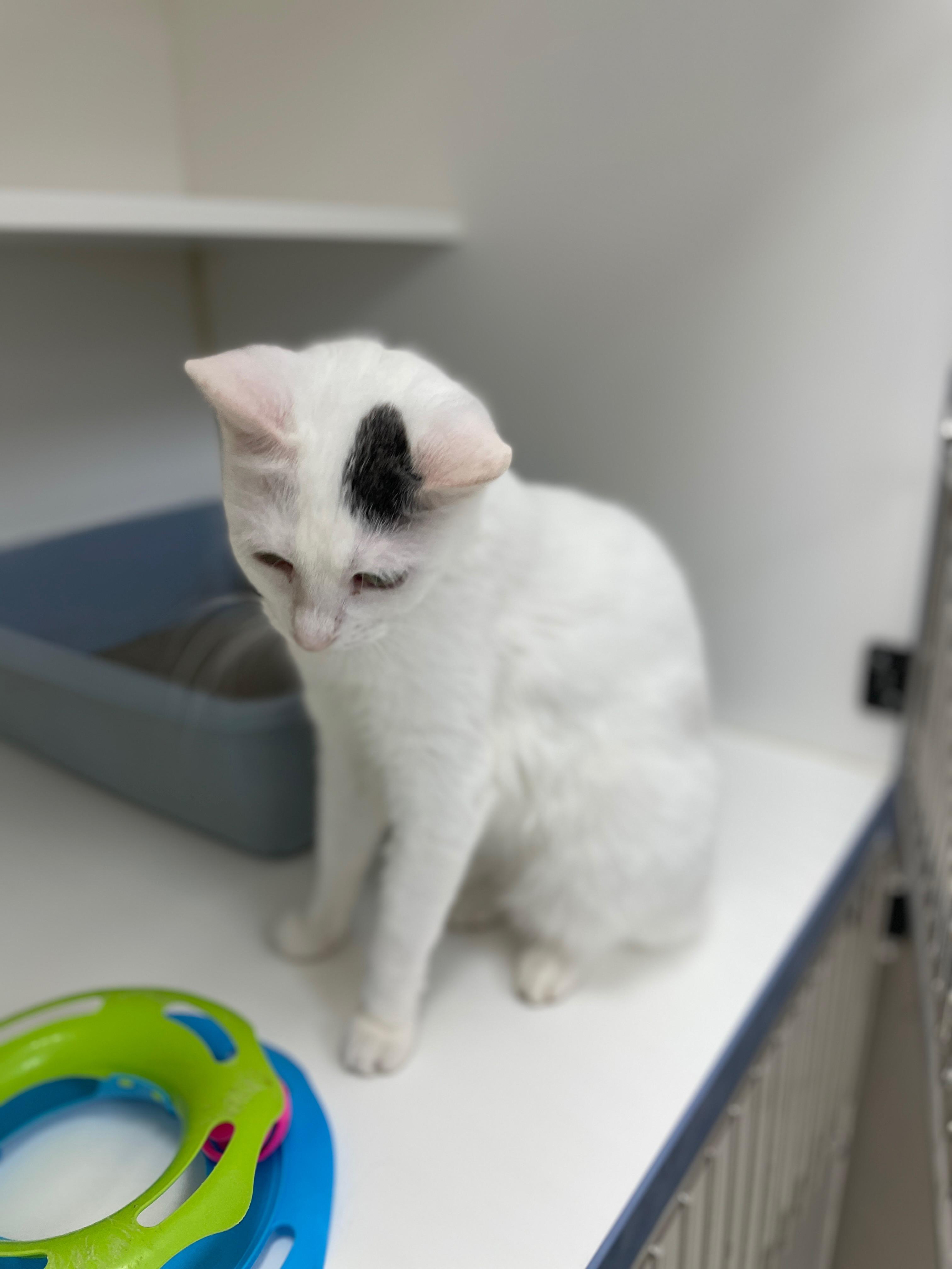 Enlarge Rita (Bonded with Tom Tom), a Adoptable Domestic Short Hair in Neillsville, WI image 2/6