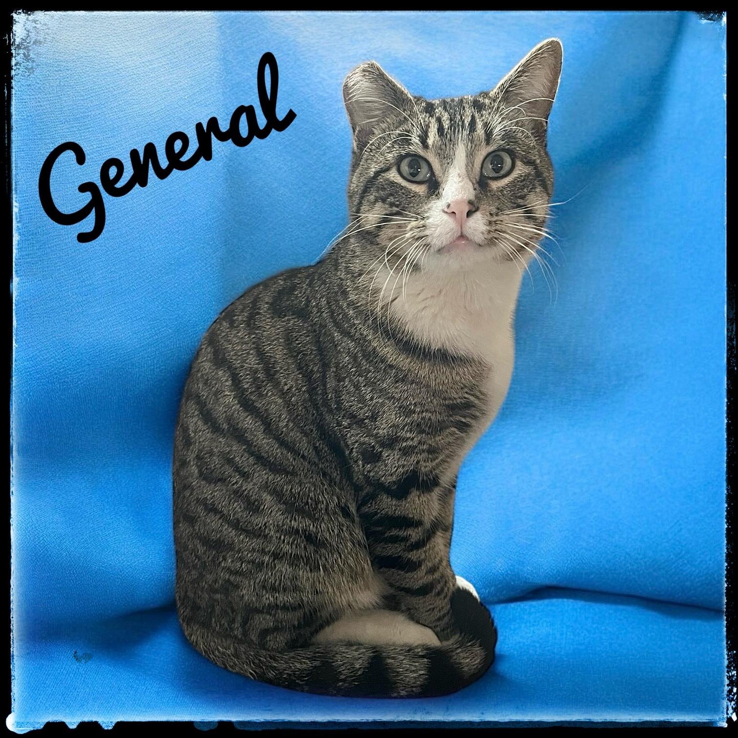 Enlarge General, a Adoptable Domestic Short Hair in El Cajon, CA image 1/1