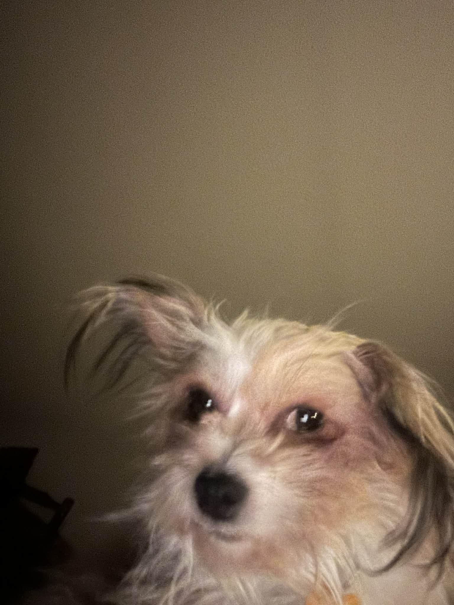 Enlarge Beki, a Adoptable mixed breed in Calgary, AB image 6/6