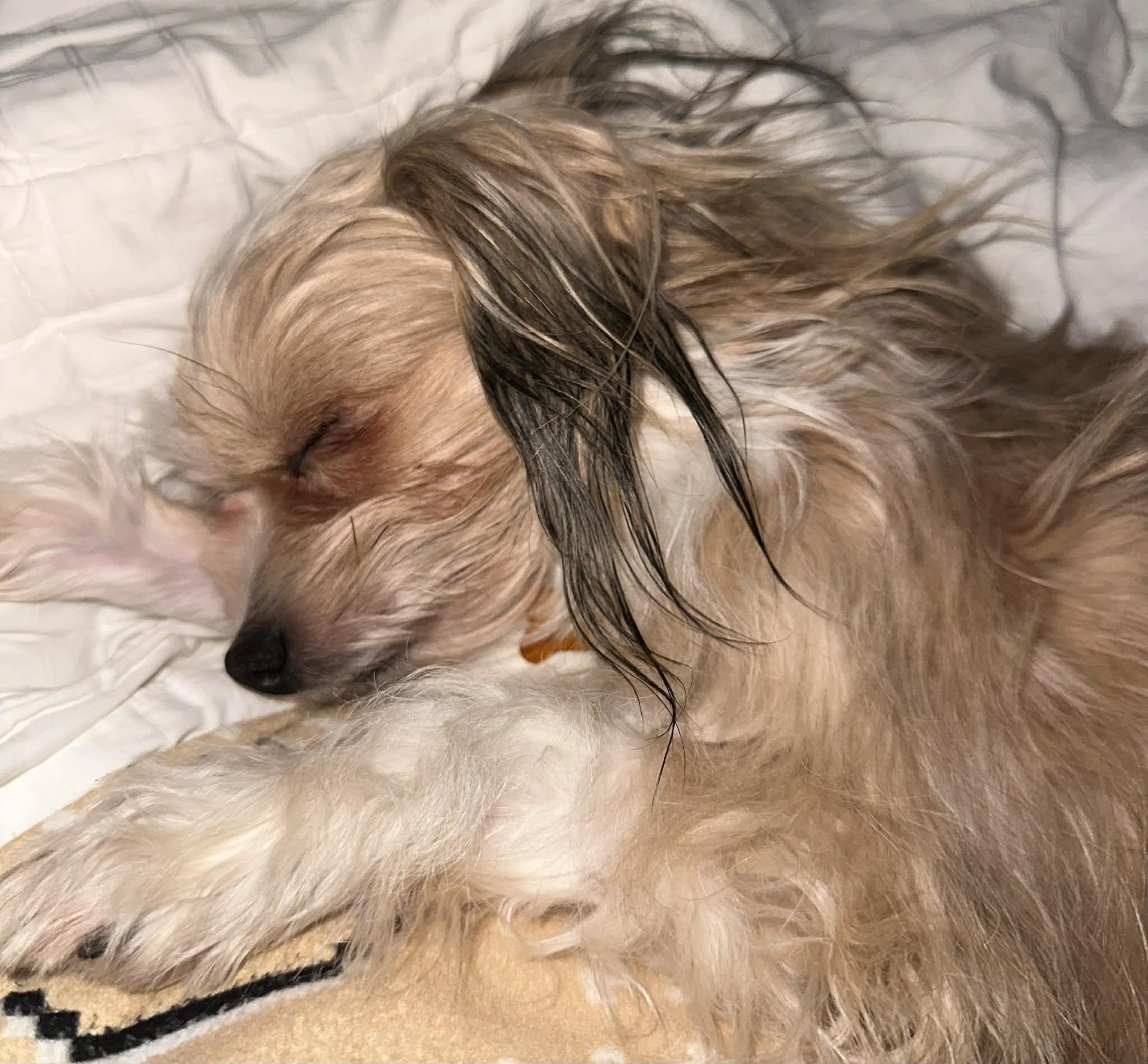 Enlarge Beki, a Adoptable mixed breed in Calgary, AB image 2/6