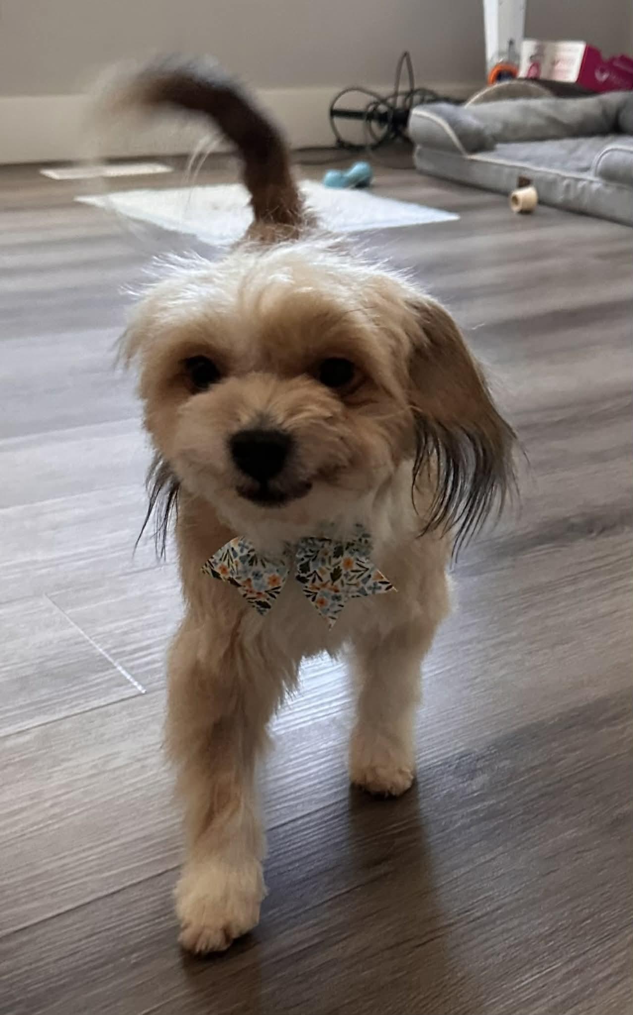 Enlarge Beki, a Adoptable mixed breed in Calgary, AB image 3/6