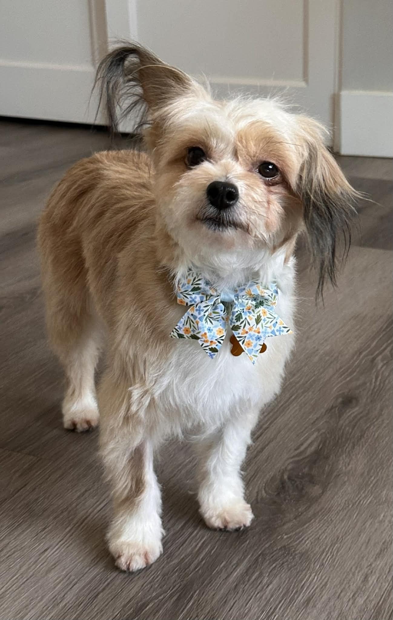 Enlarge Beki, a Adoptable mixed breed in Calgary, AB image 1/6