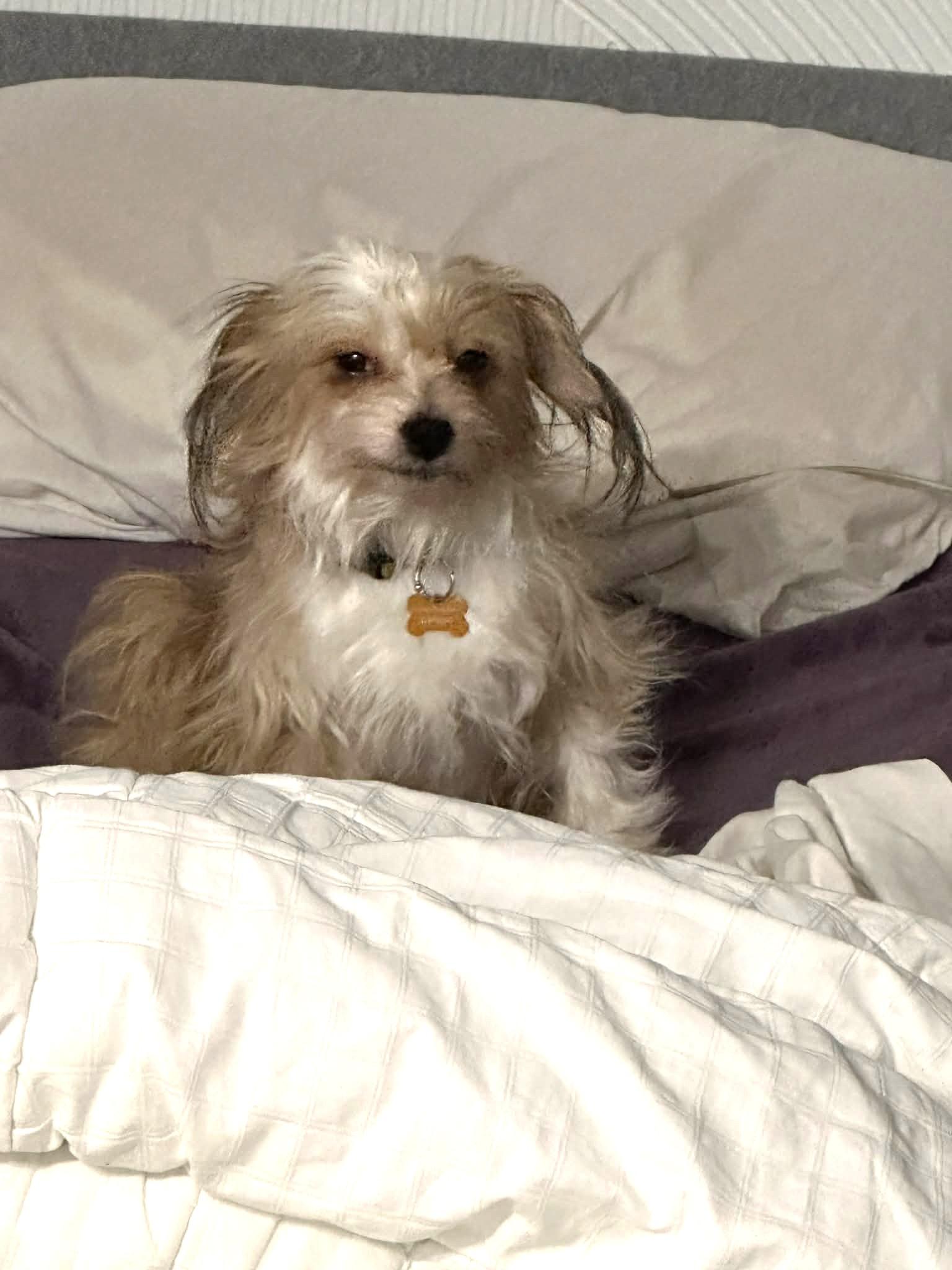 Enlarge Beki, a Adoptable mixed breed in Calgary, AB image 4/6