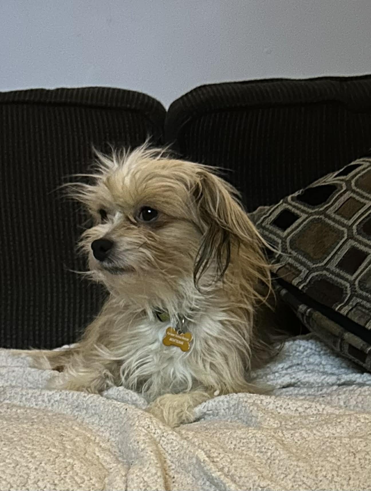 Enlarge Beki, a Adoptable mixed breed in Calgary, AB image 5/6