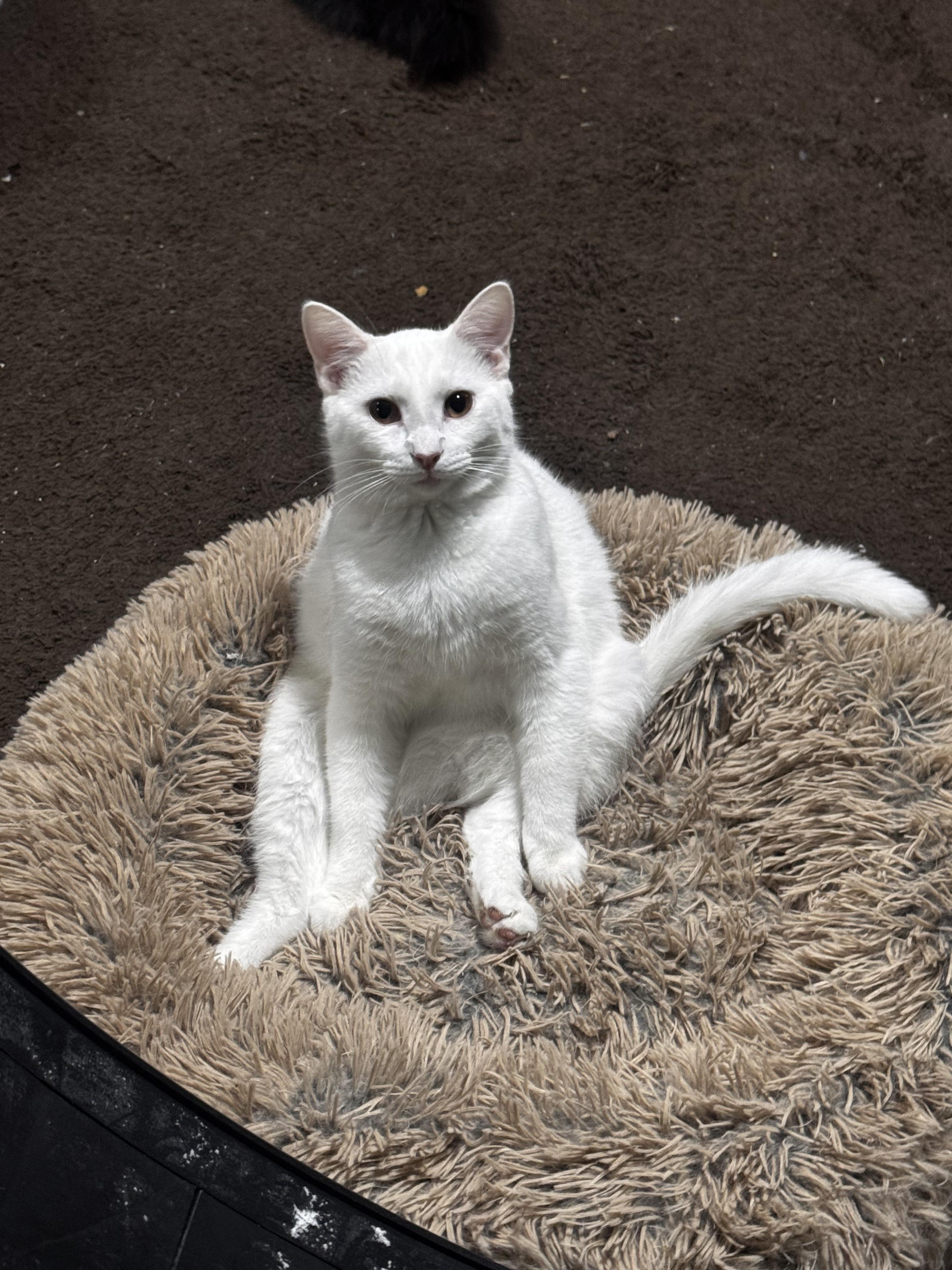 Enlarge Sushi, a Adoptable mixed breed in Ellington, MO image 1/1