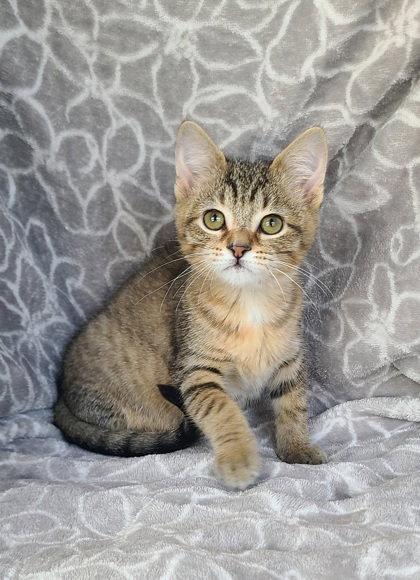 7112 (Velma), Adopted, Kitten Female Domestic Short Hair.