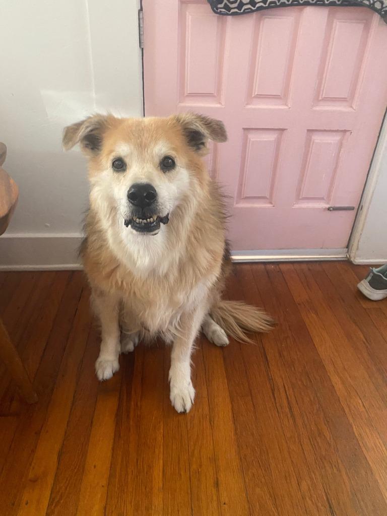 Ike, Adoptable, Senior Male Shepherd & Siberian Husky.