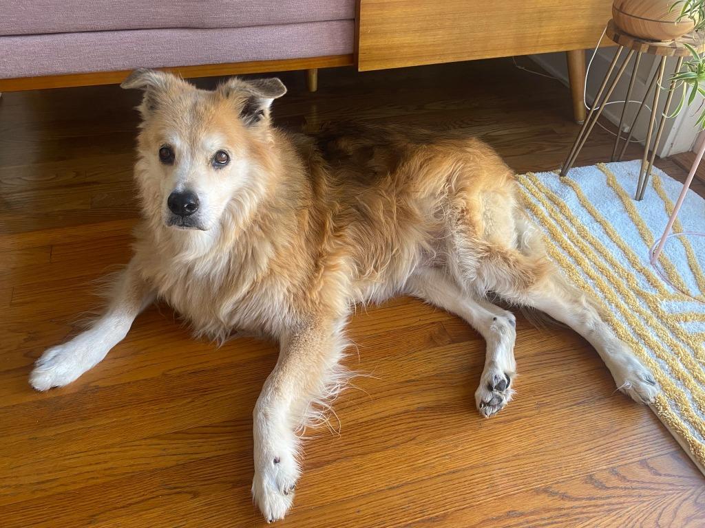 Ike, Adoptable, Senior Male Shepherd & Siberian Husky.