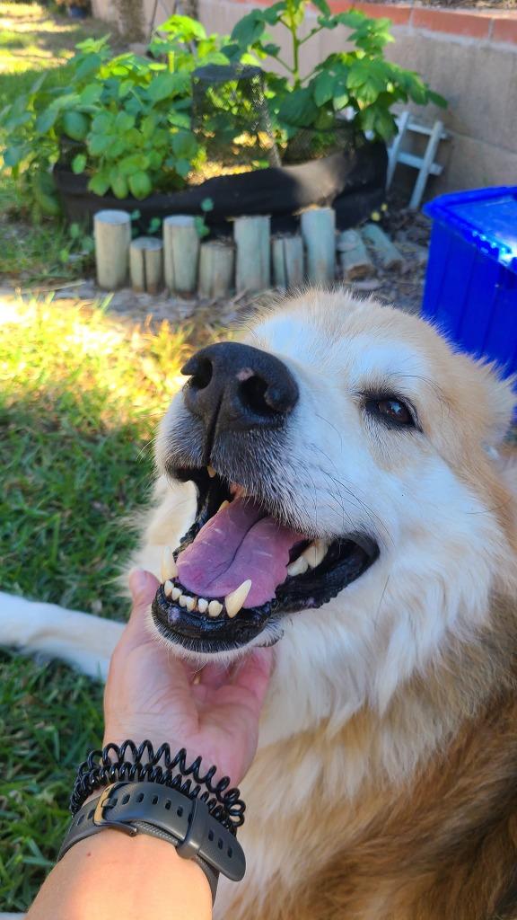 Ike, a Adoptable mixed breed in El Cajon, CA image 2/6