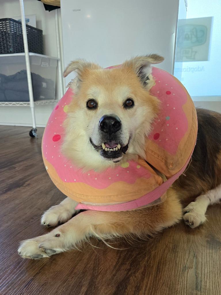 Ike, a Adoptable mixed breed in El Cajon, CA image 4/6