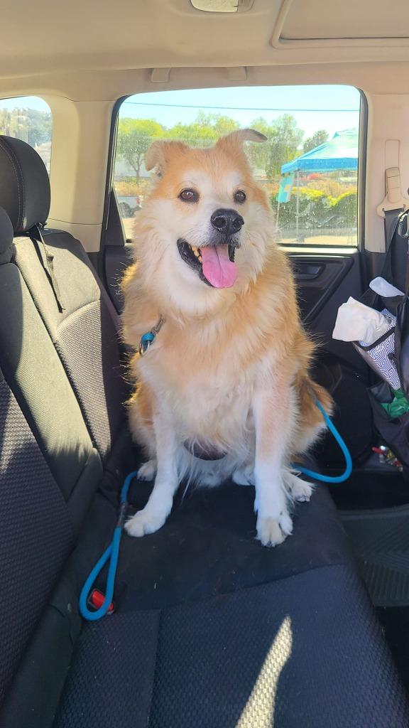 Enlarge Ike, a Adoptable mixed breed in El Cajon, CA image 5/6