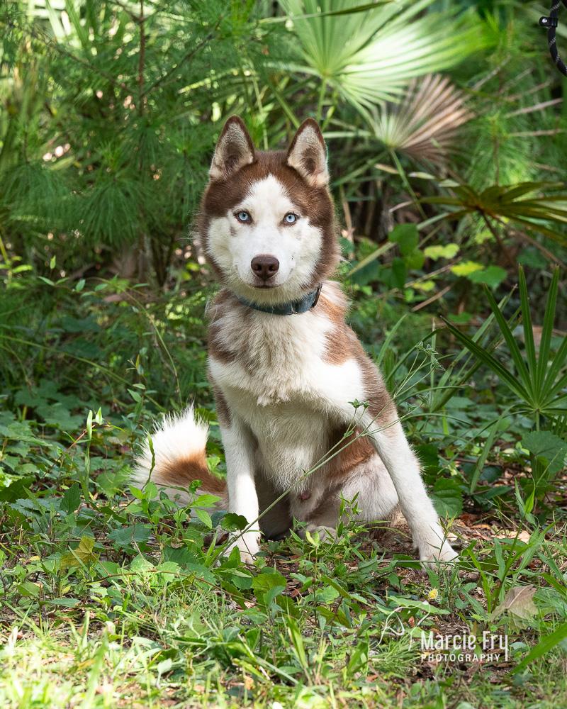 Enlarge Ranger, a ADOPTABLE Siberian Husky in Lake Helen, FL image 1/1