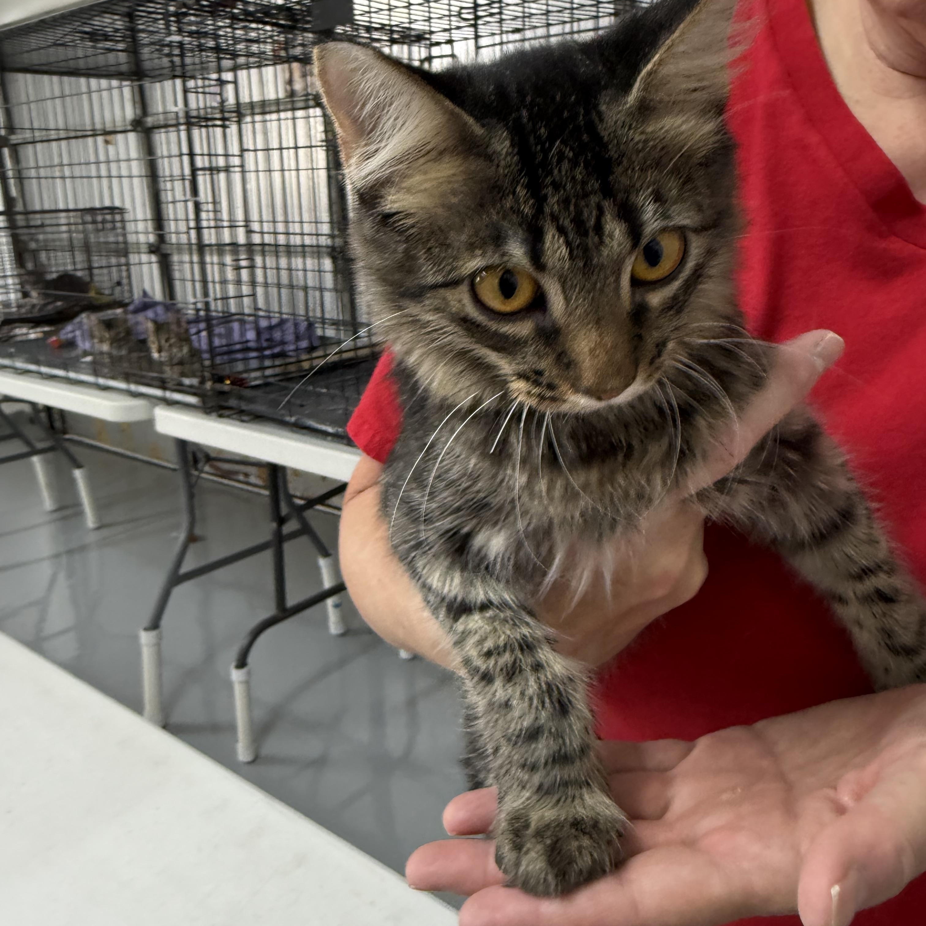 Enlarge Earcraft Pilot, an adopted Tabby in Las Vegas, NV image 1/1