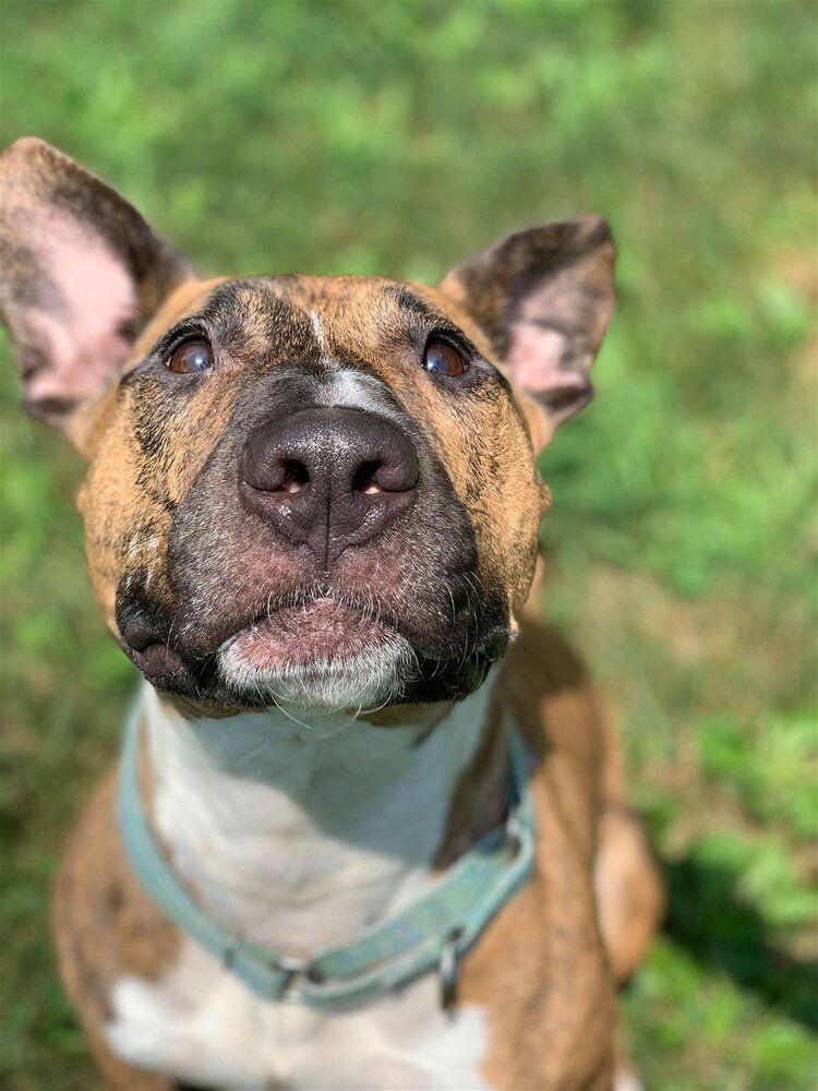 Enlarge Tigger, a Adoptable mixed breed in New York, NY image 3/3