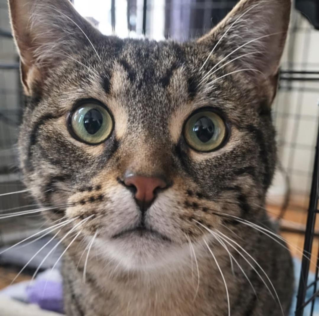Enlarge Golf, a Adoptable Domestic Short Hair in Montréal, QC image 1/3