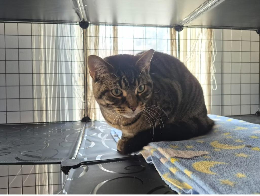 Enlarge Golf, a Adoptable Domestic Short Hair in Montréal, QC image 3/3
