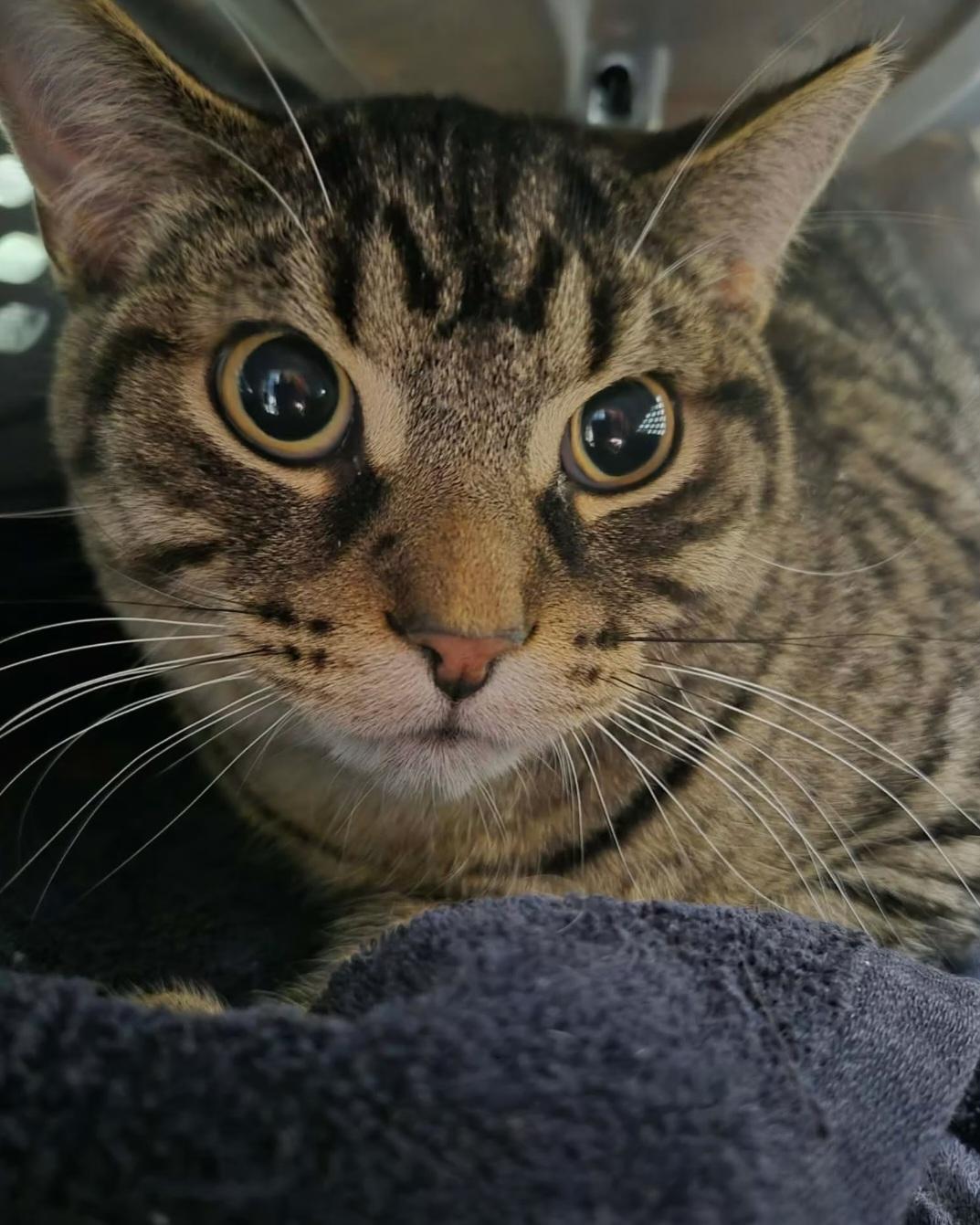 Golf, ADOPTABLE, Adult Male Domestic Short Hair.