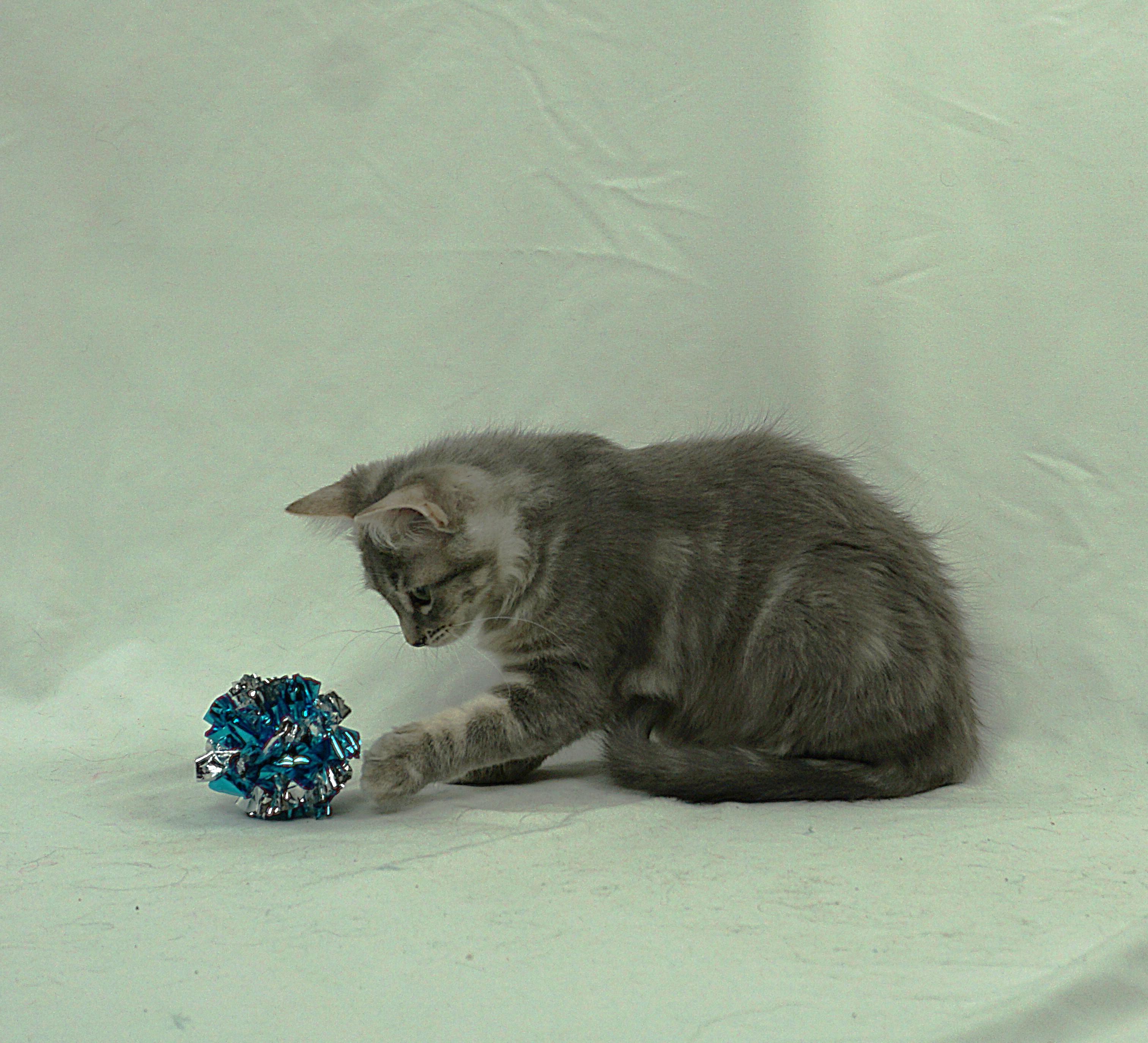 Enlarge JENNY - JUST A LAID BACK GIRL, a ADOPTABLE mixed breed in Plano, TX image 4/4