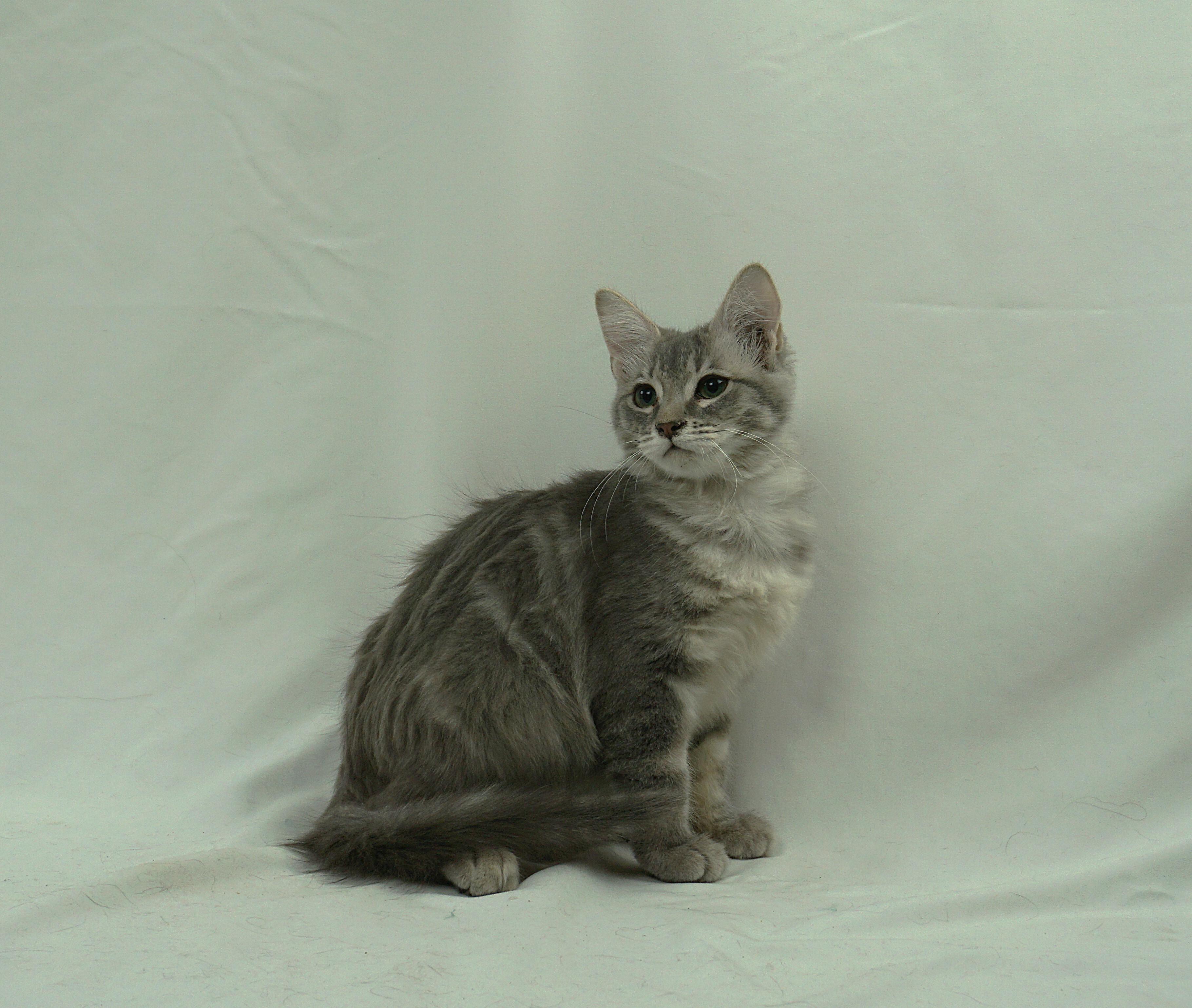 JENNY - JUST A LAID BACK GIRL, ADOPTABLE, Young Female Maine Coon & Domestic Medium Hair.