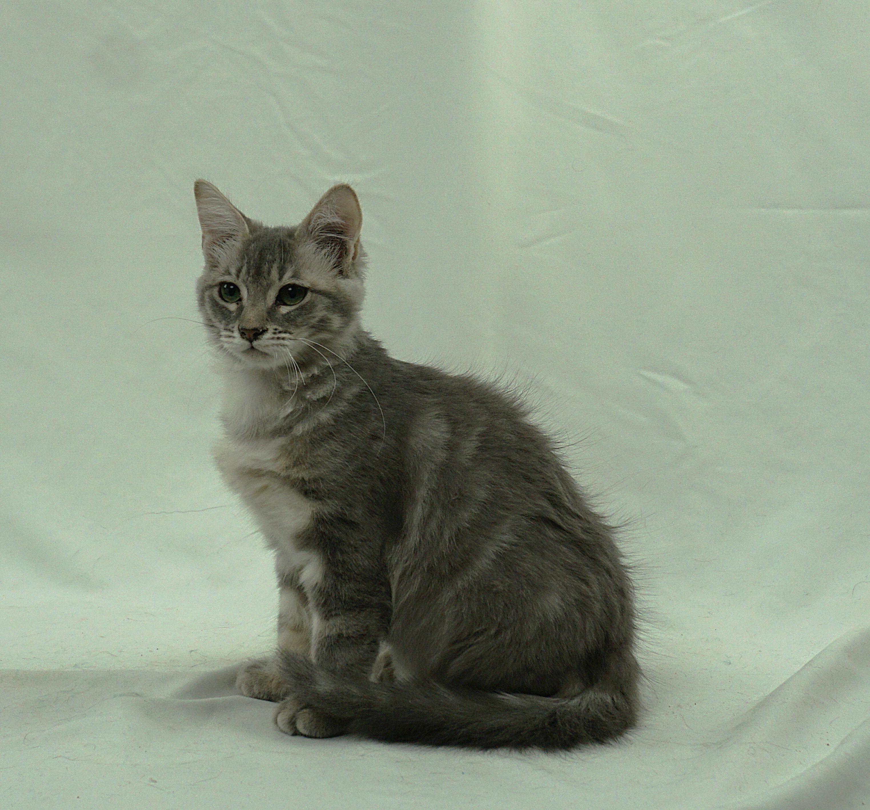 Enlarge JENNY - JUST A LAID BACK GIRL, a ADOPTABLE mixed breed in Plano, TX image 3/4