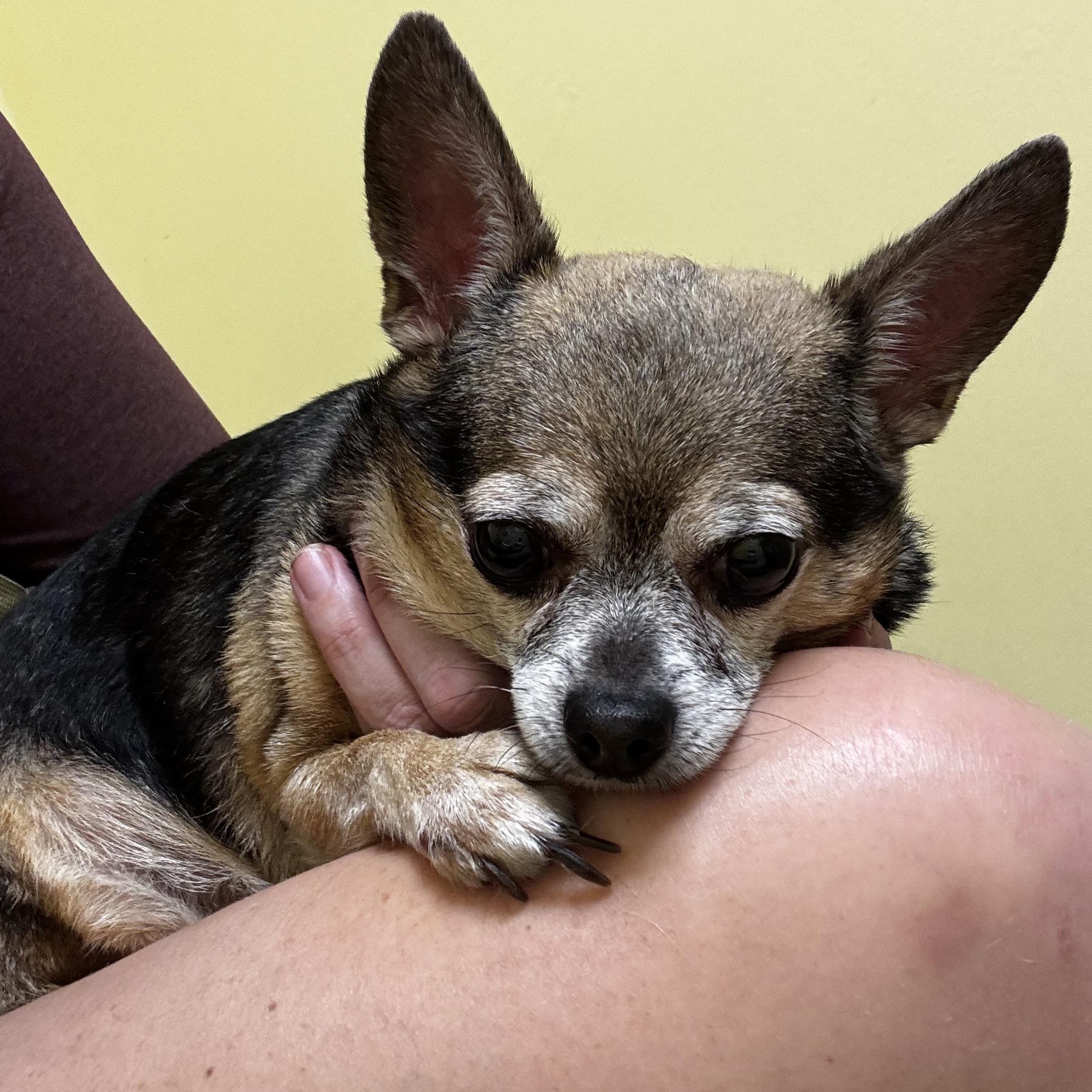 Tiny, Adoptable, Senior Female Chihuahua.