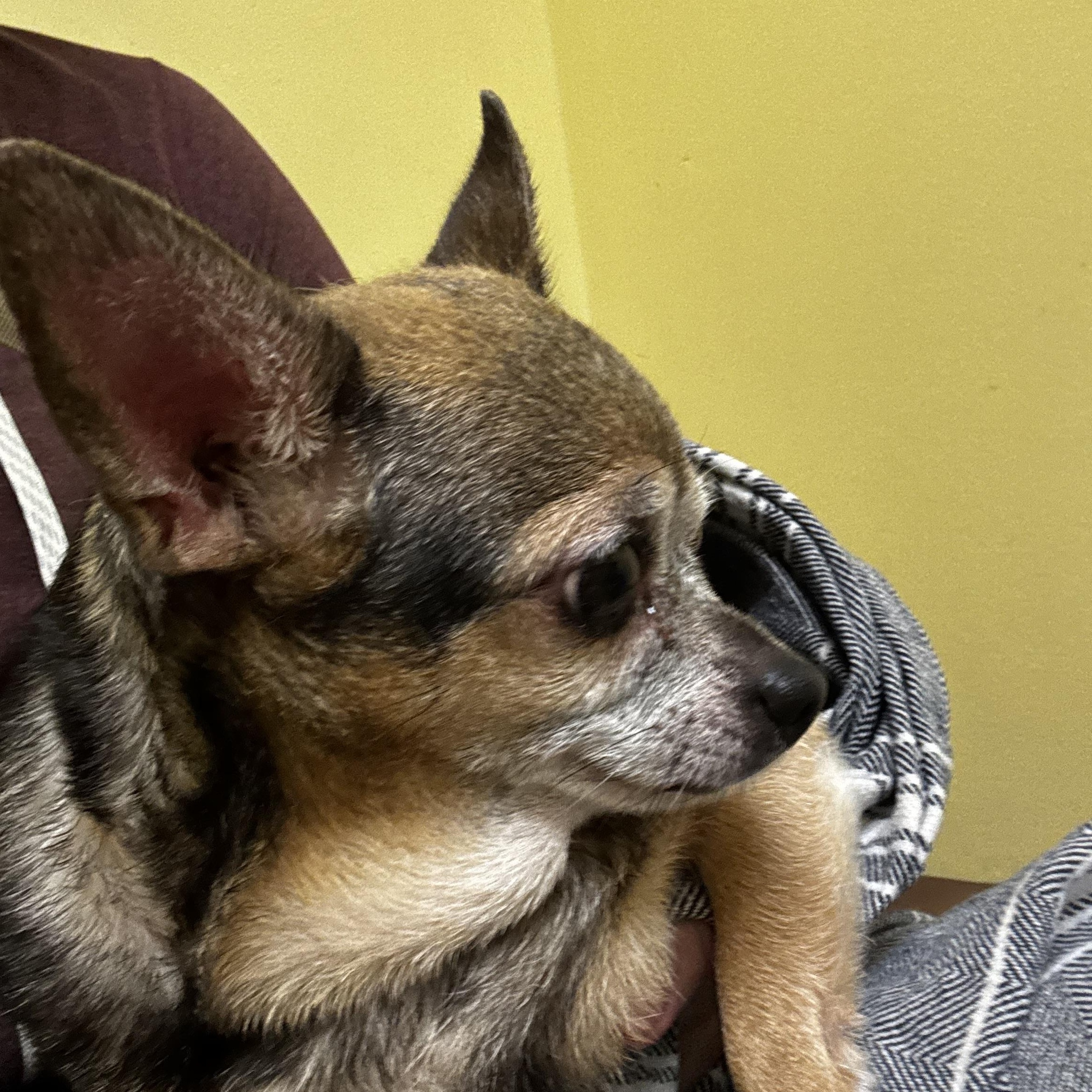 Enlarge Tiny, a Adoptable mixed breed in Wilkesboro, NC image 2/3