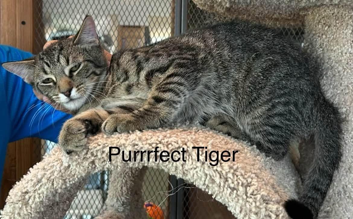 Purrfect Tiger, Adoptable, Kitten Male Domestic Short Hair.