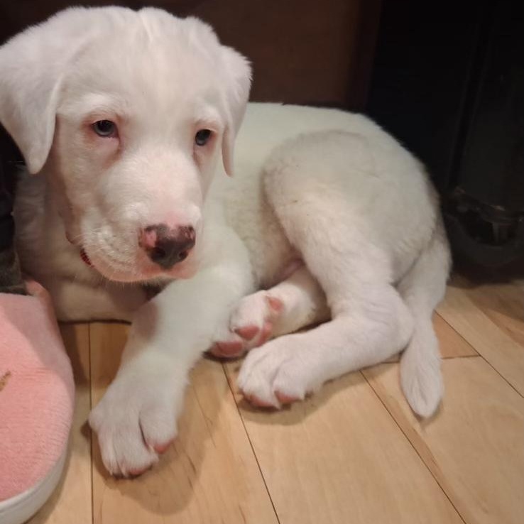 Monte, a ADOPTABLE mixed breed in Fulton, NY image 2/6