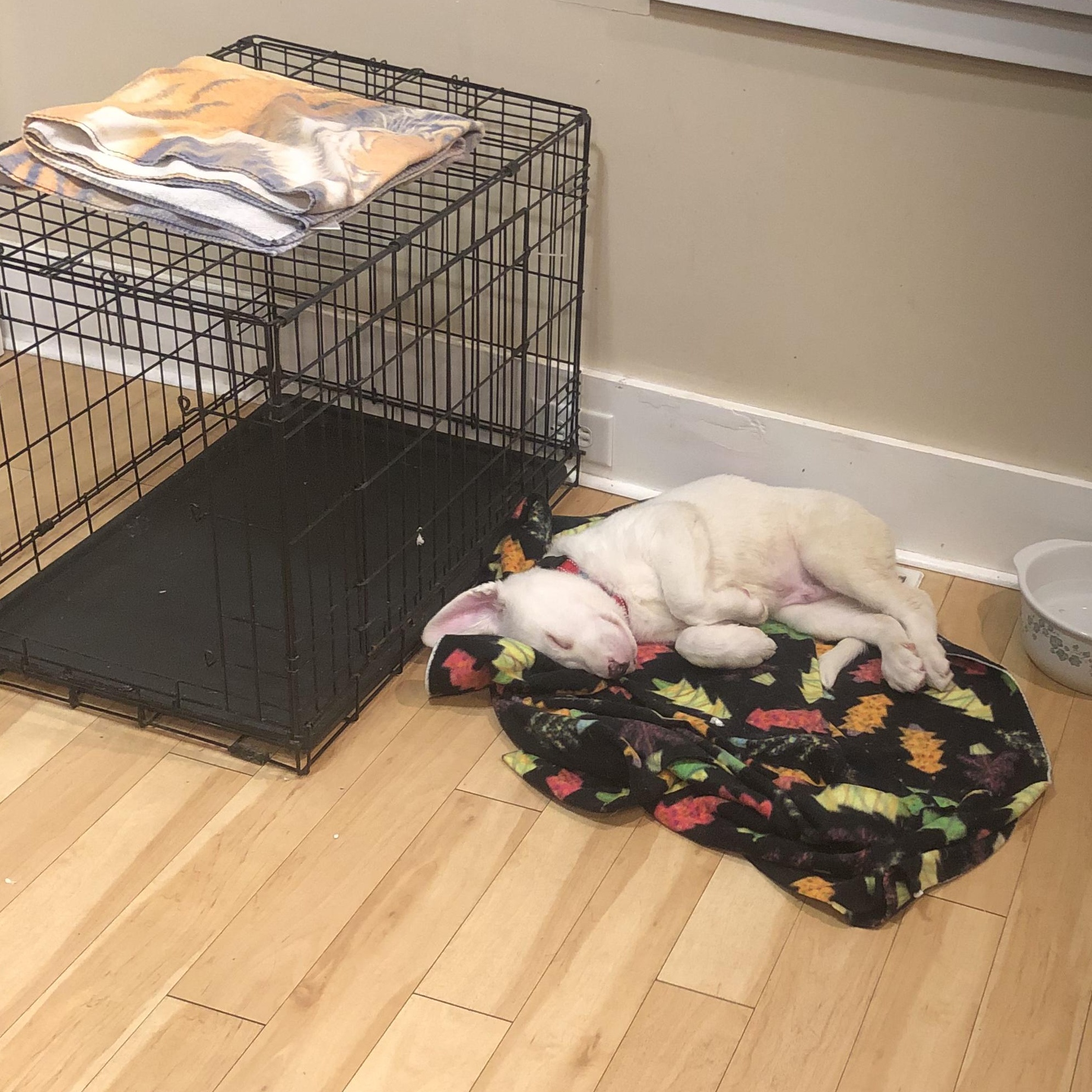 Monte, a ADOPTABLE mixed breed in Fulton, NY image 3/6