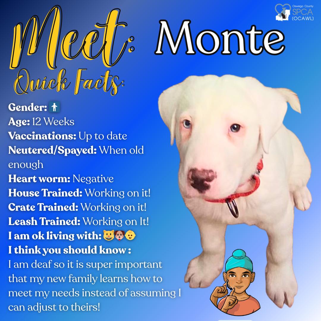 Monte, ADOPTABLE, Young Male Labrador Retriever.