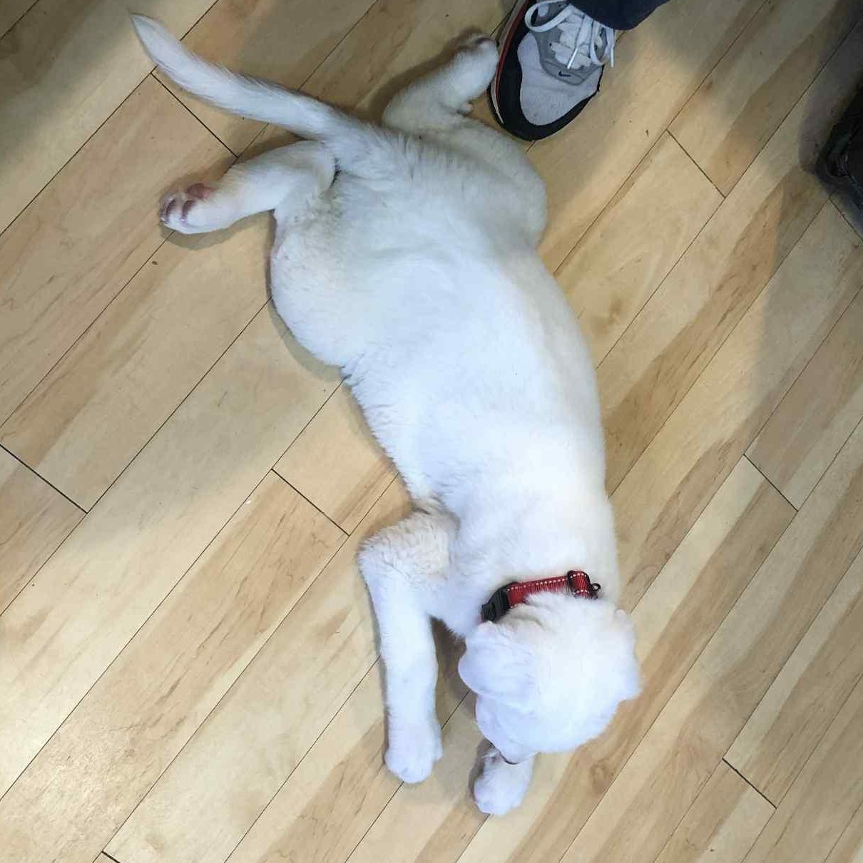 Monte, a ADOPTABLE mixed breed in Fulton, NY image 4/6