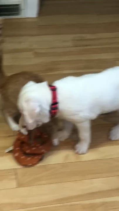 Enlarge Monte, a ADOPTABLE mixed breed in Fulton, NY video 6/6