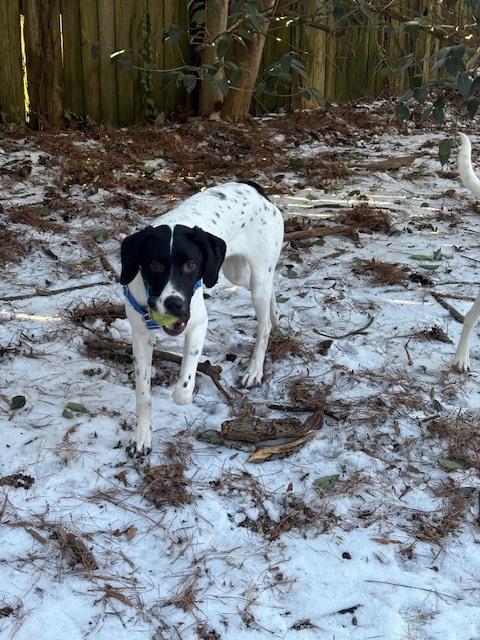 Available for Adoption - Benz (NC, USA), Adoptable, Puppy Male Pointer.