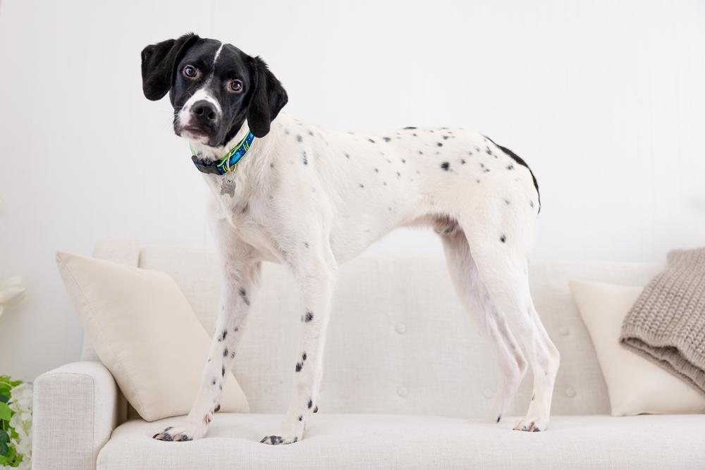 Enlarge Available for Adoption - Benz (NC, USA), a Adoptable Pointer in Durham, NC image 1/6