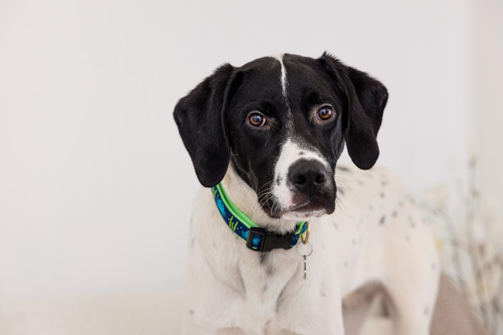 Enlarge Available for Adoption - Benz (NC, USA), a Adoptable Pointer in Durham, NC image 2/6