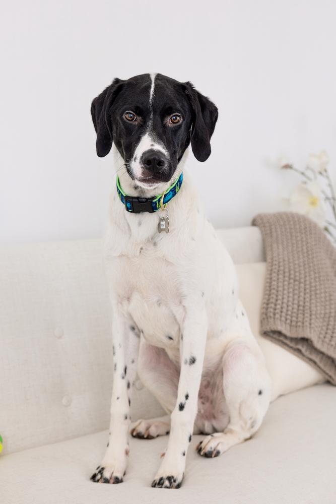 Enlarge Available for Adoption - Benz (NC, USA), a Adoptable Pointer in Durham, NC image 6/6